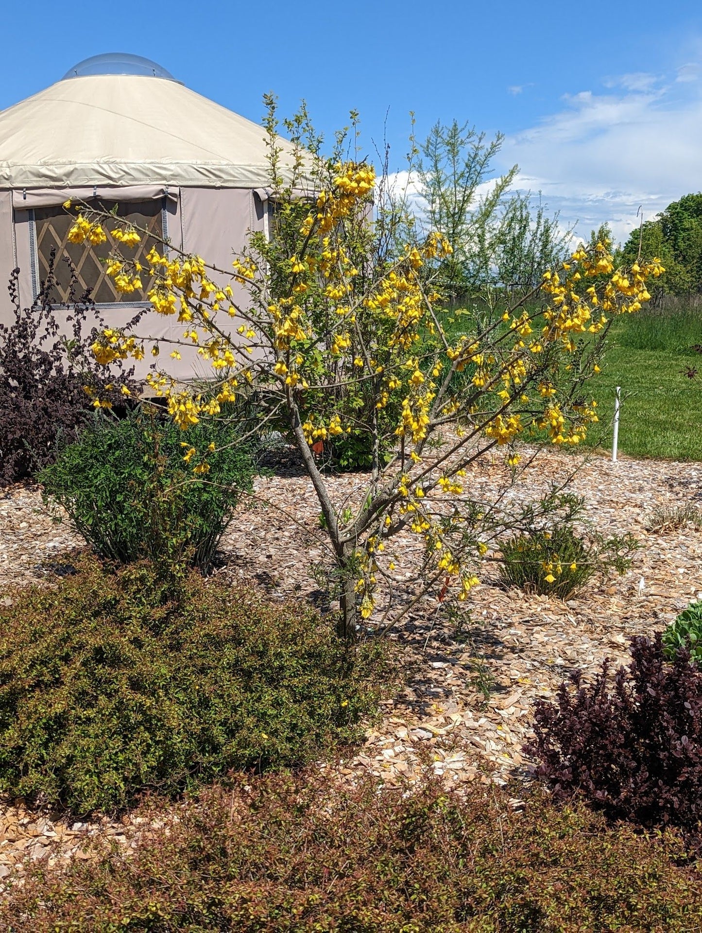 Sophora 'Sun King'