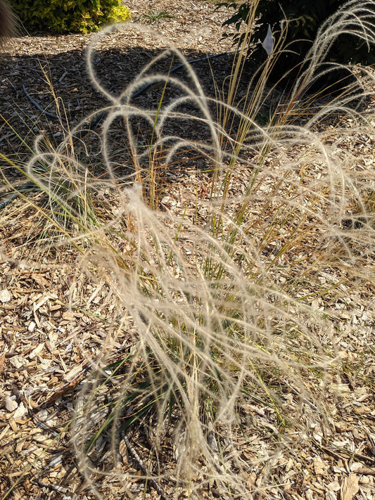 Stipa barbata