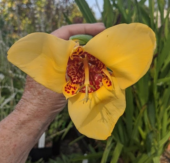 Tigridia pavonia