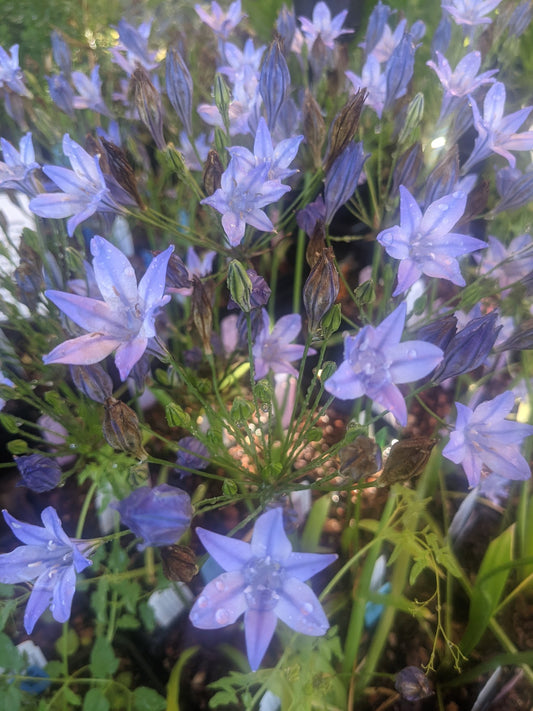 Triteleia laxa 'Queen Fabiola'