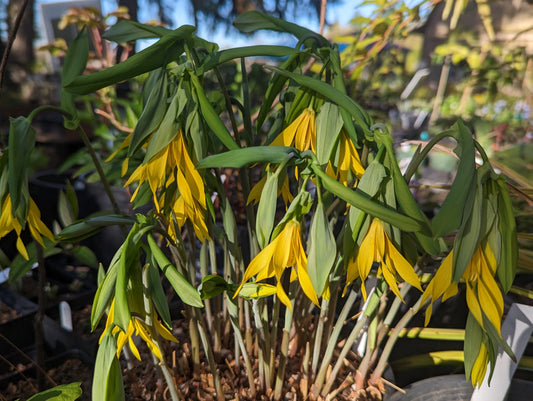 Uvularia grandiflora