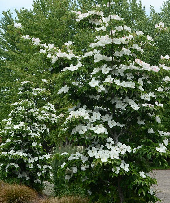 Cornus x Venus®PP16309   1 Gallon