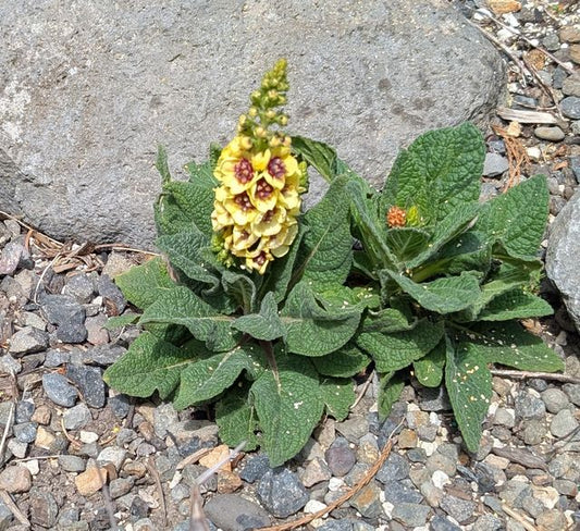 Verbascum ‘Dark Eyes’ PP16986