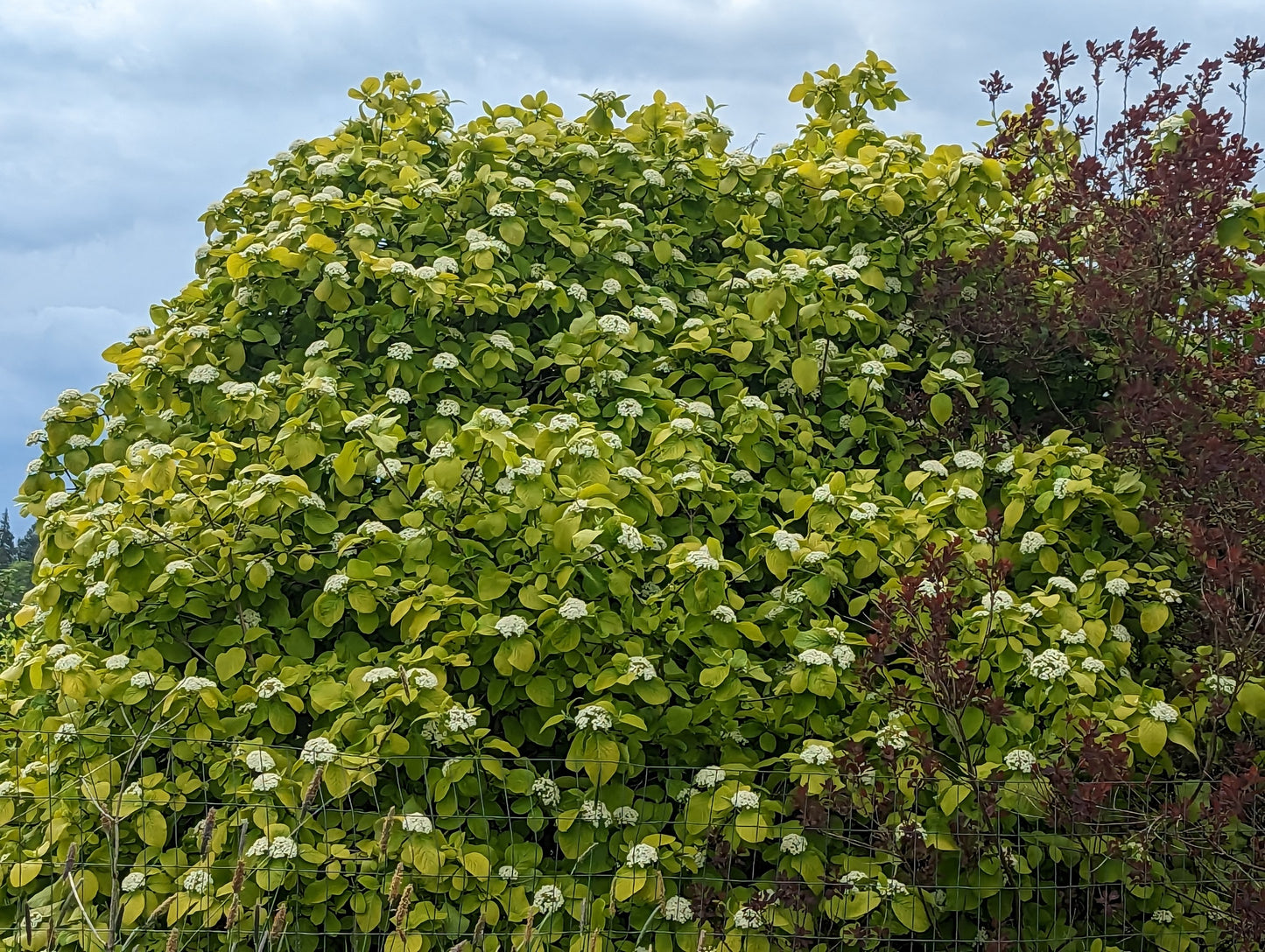 Viburnum lantana 'Aureum'