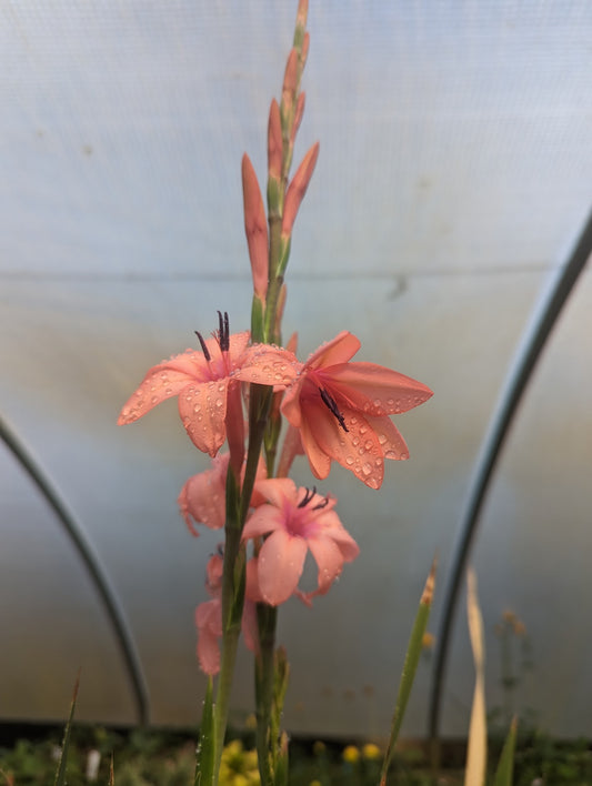 Watsonia beatricis x pillansii