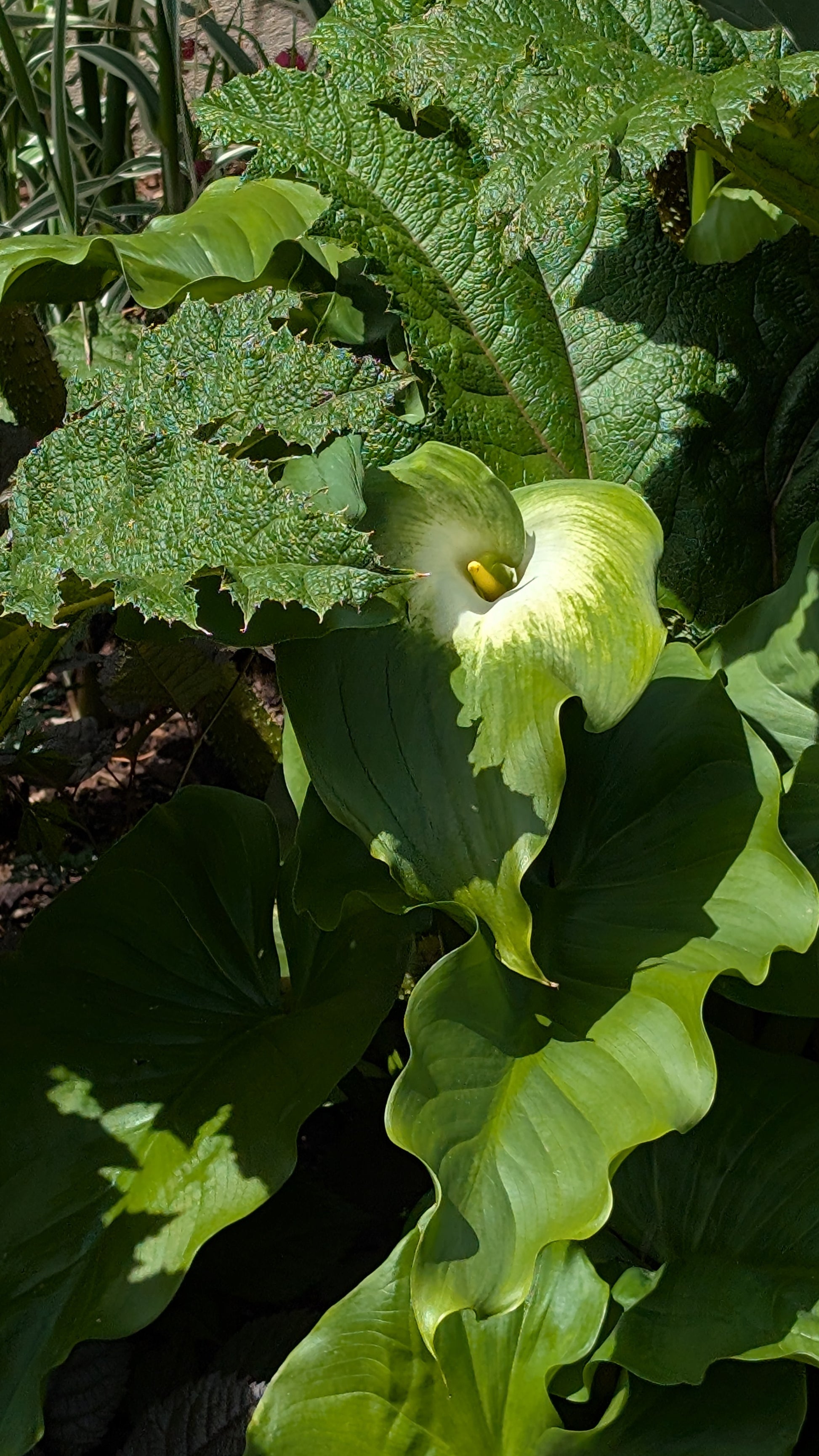 green goddess calla lily plant Zantedeschia aethiopica 'Green Goddess'