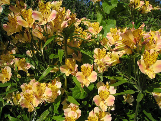 Alstroemeria ‘Yellow Friendship‘