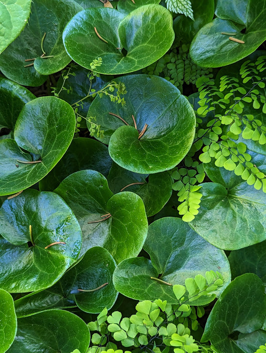 Asarum europaeum