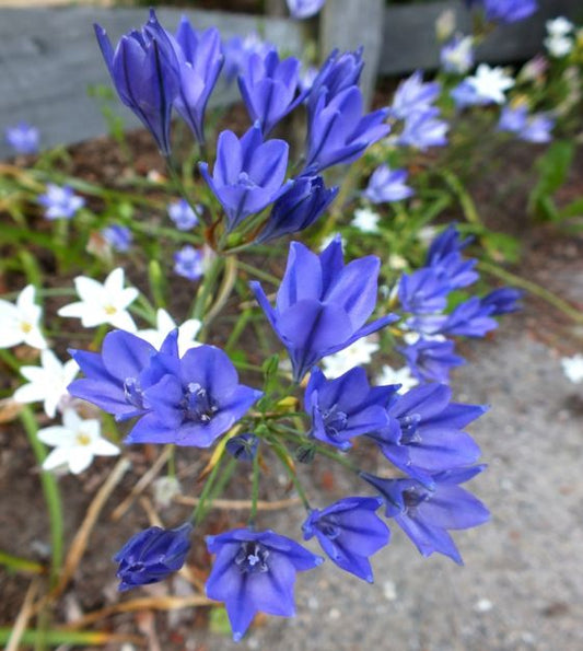 Brodiaea laxa ‘Corrina’