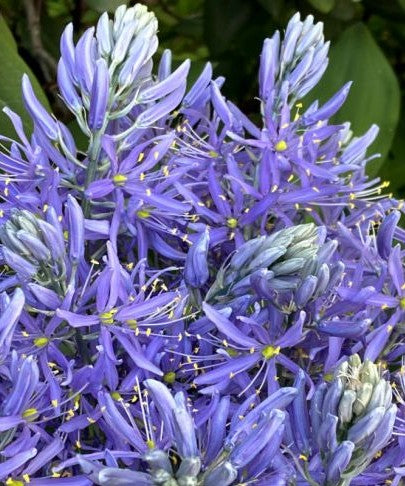 Camassia cusickii 'Zwaneburg'