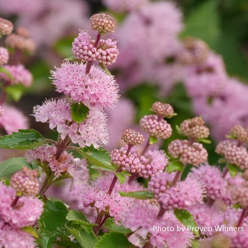 Caryopteris incana ‘Beyond Pink’d’®