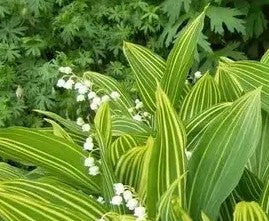 Convallaria majalis ‘Albostriata’