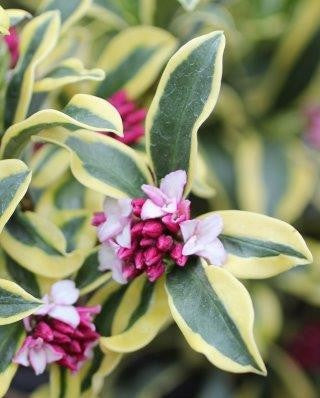 Daphne odora ‘Rebecca’