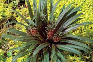Eucomis 'Freckles'
