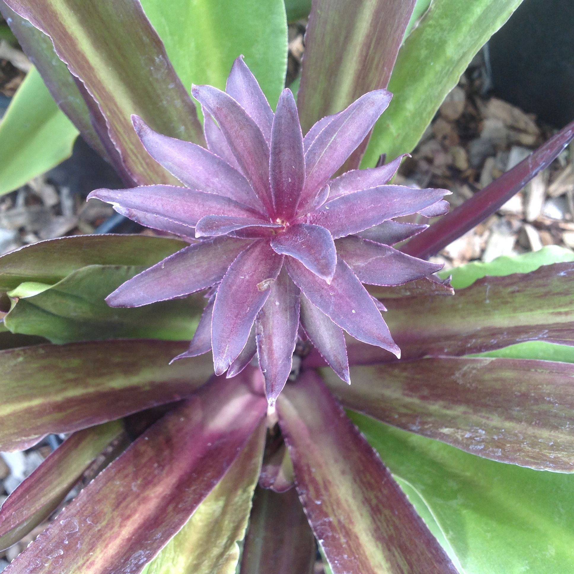 Eucomis ‘Sparkling Burgundy’ – Secret Garden Growers