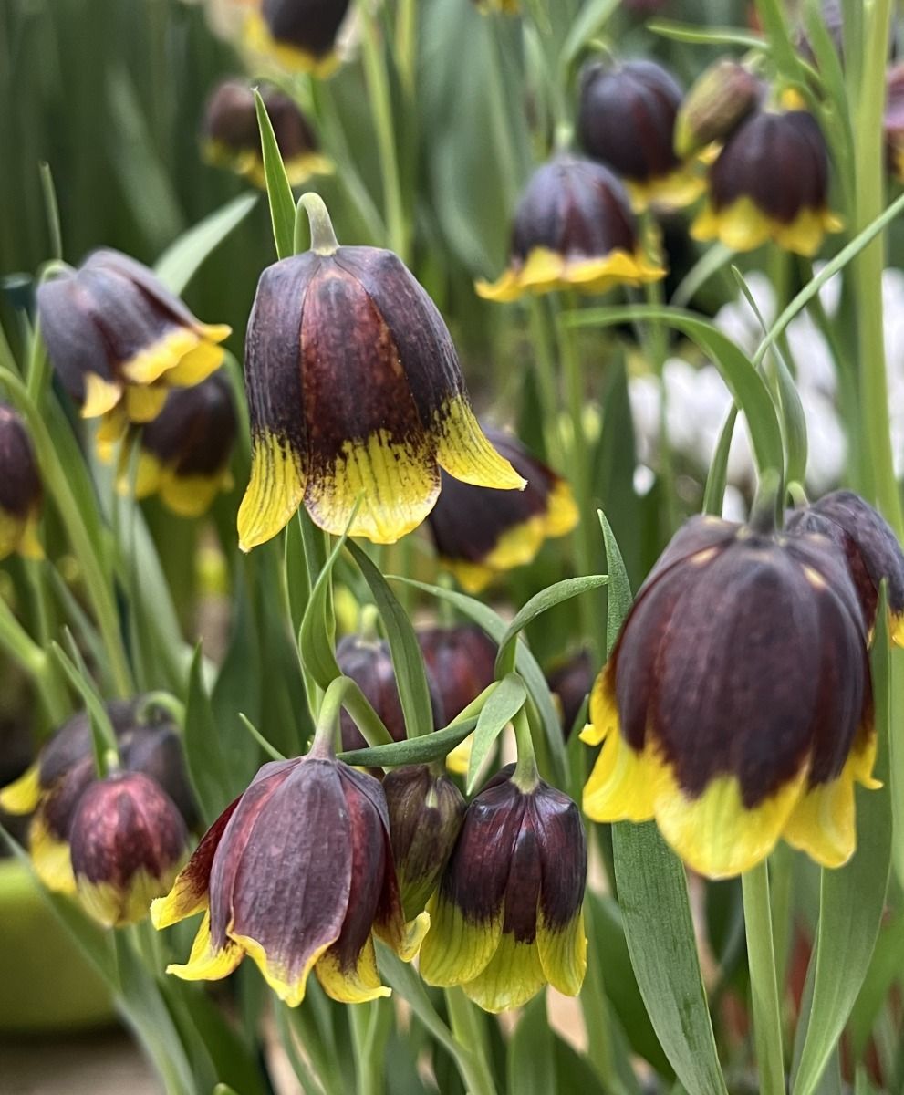 Fritillaria michailovskyi