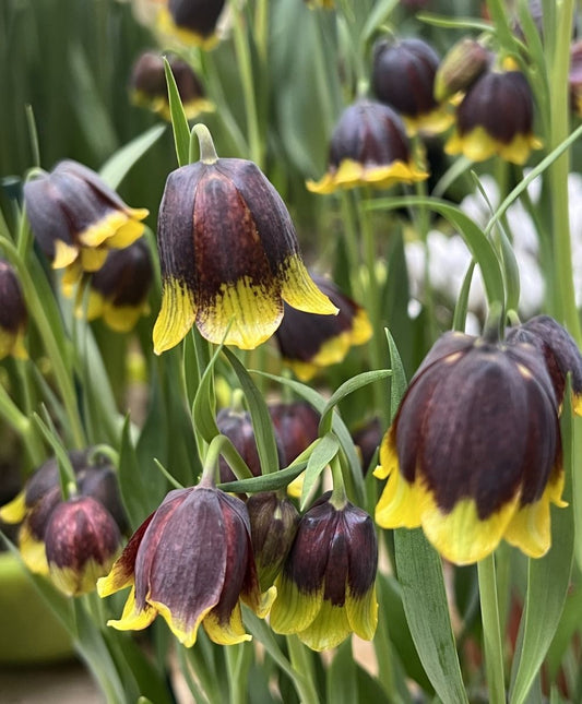 Fritillaria michailovskyi
