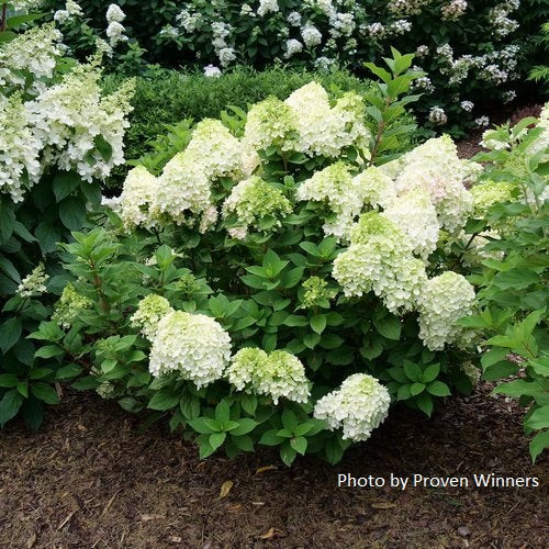 Hydrangea paniculata 'Little Lime Punch’® – Secret Garden Growers