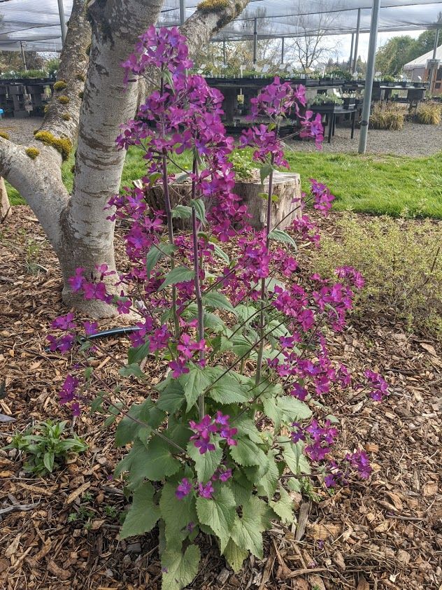 Lunaria annua