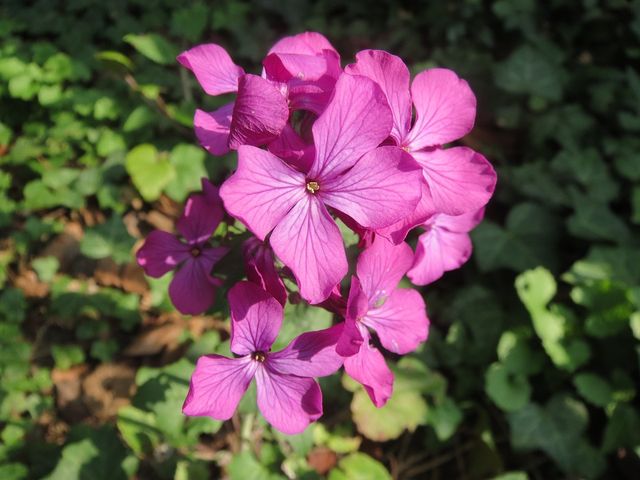 Lunaria annua