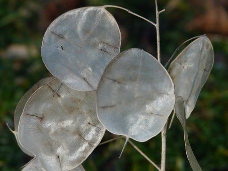 Lunaria annua