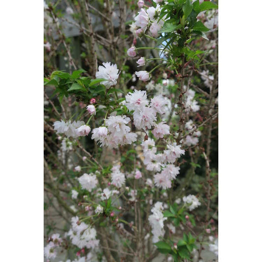 Prunus incisa 'Rinpo' ('Zuzu'®)