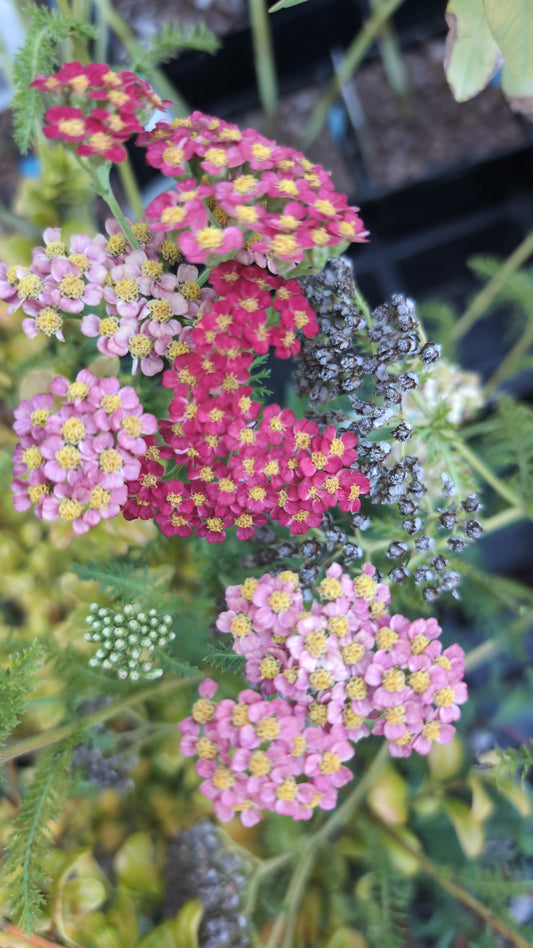 Achillea x millefolium 'Paprika'