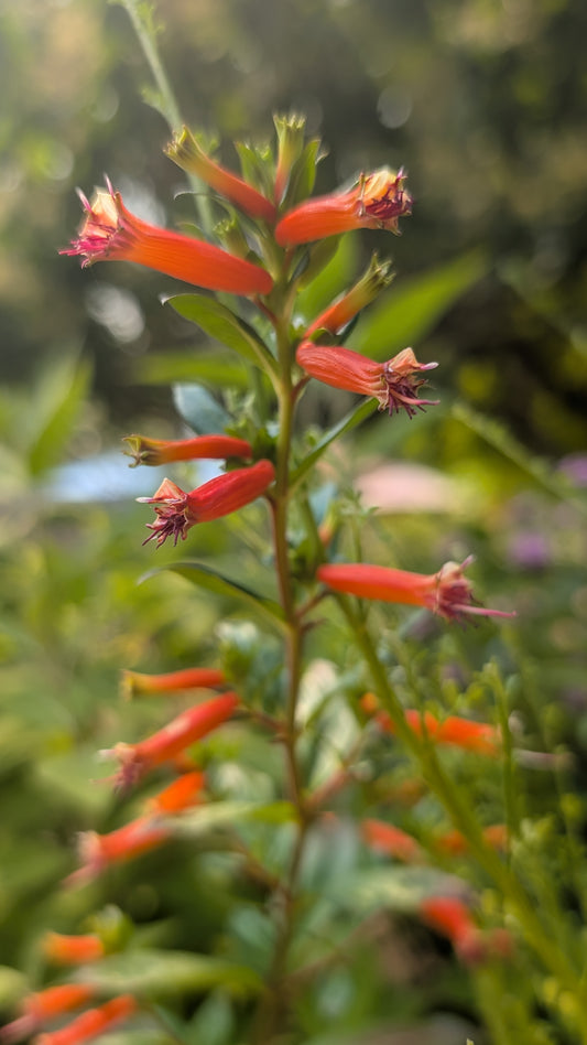 Cuphea ‘David Verity‘