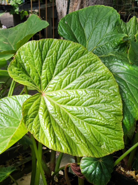 Begonia macrantha ‘Mishmi Immense’ DJHAP18001