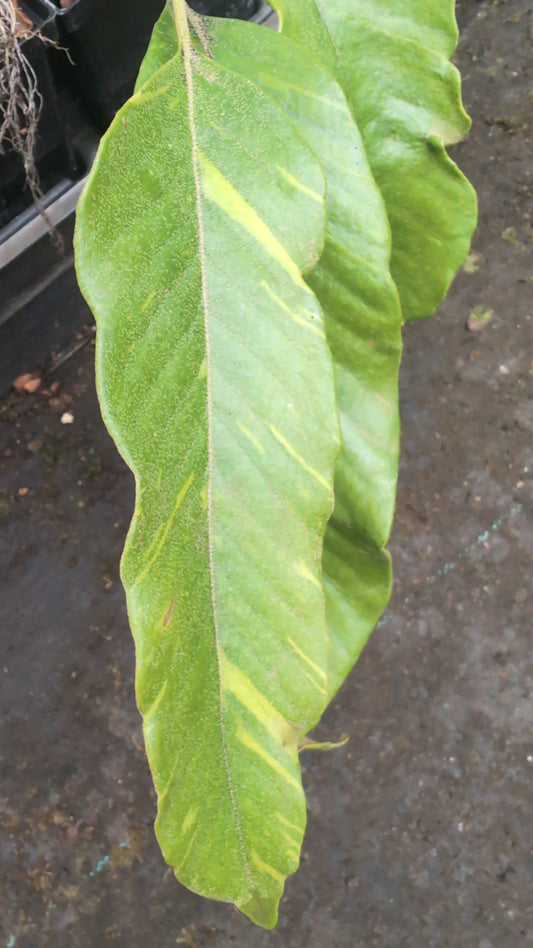 Pyrrosia lingua ‘Ogon Nishiki‘