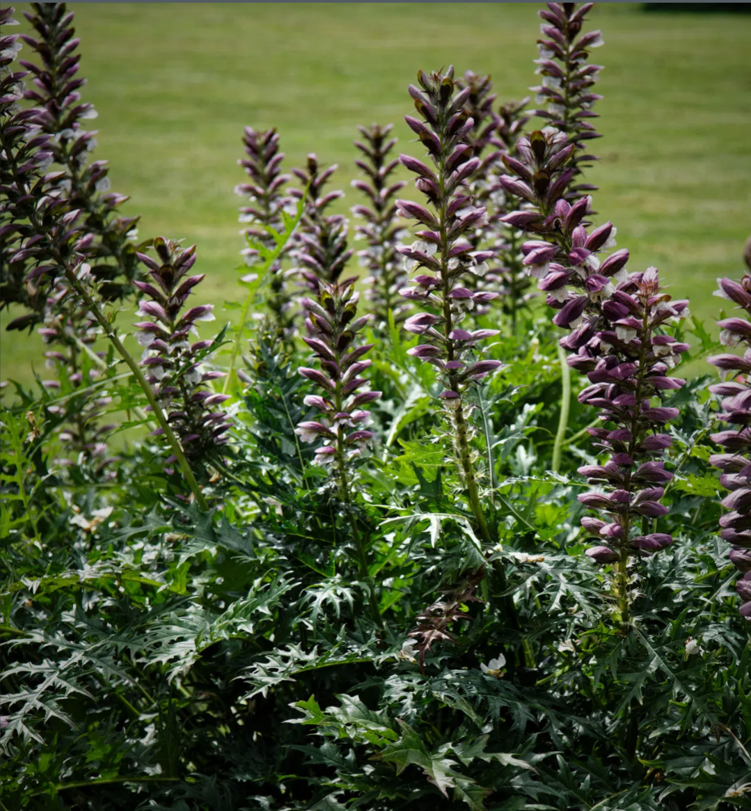 Acanthus spinosus