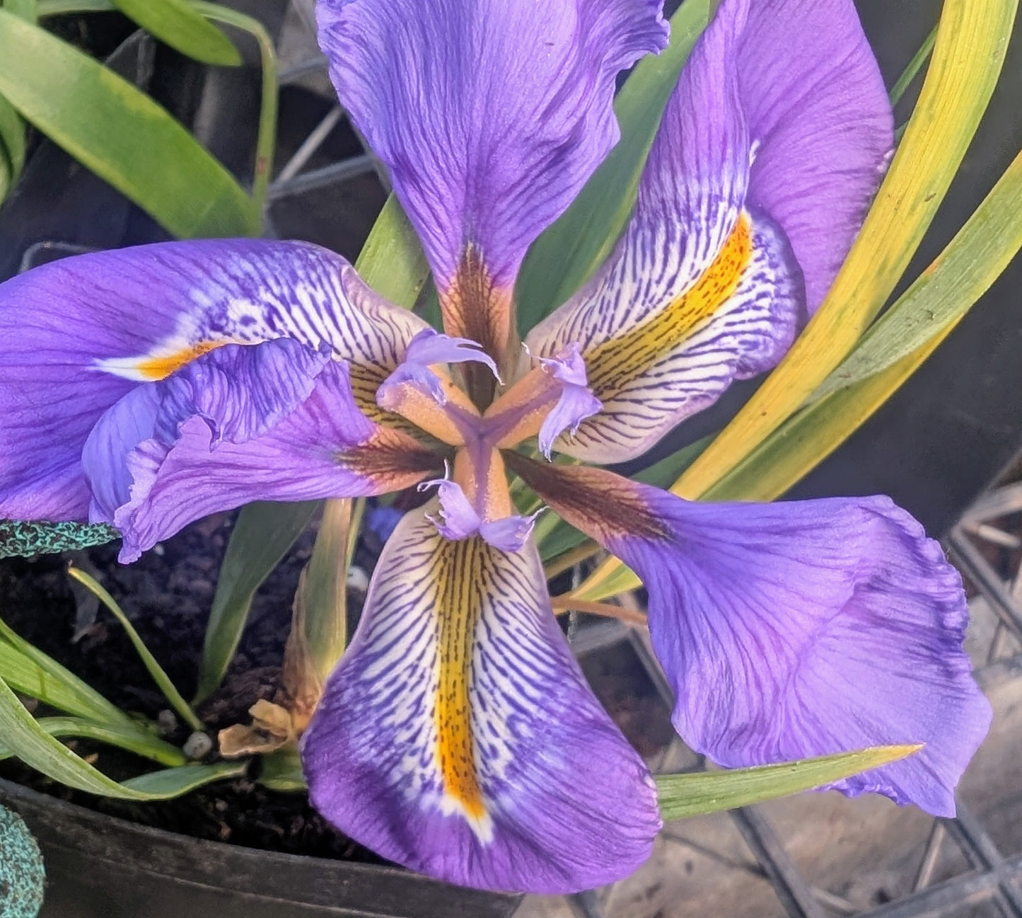 Iris unguicularis 'Mary Barnard'