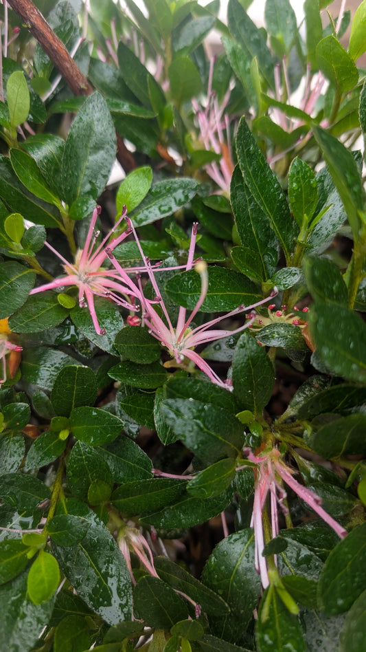 Azalea ‘Nuccio’s Spider Dance’
