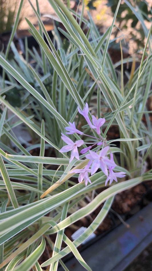 Tulbaghia violacea 'Silver Lace'