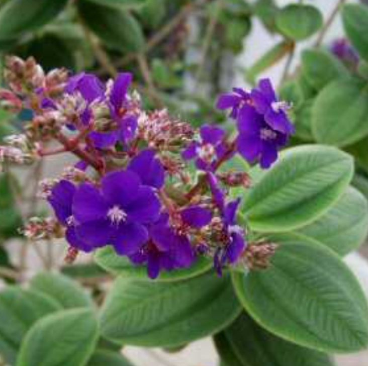Tibouchina heteromalla