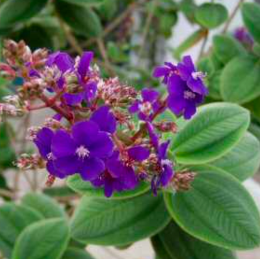 Tibouchina heteromalla