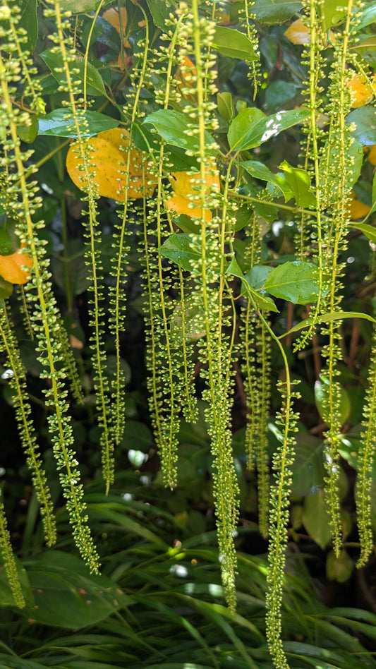 Itea ilicifolia