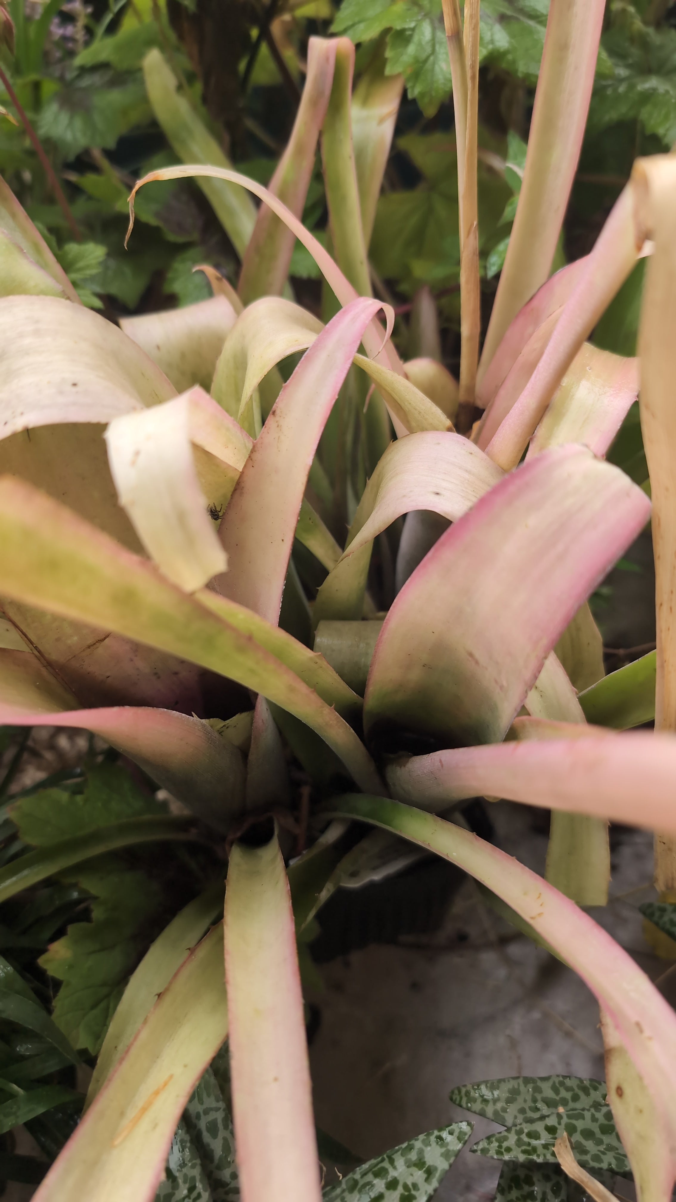 Billbergia nutans 'Blondie' – Secret Garden Growers