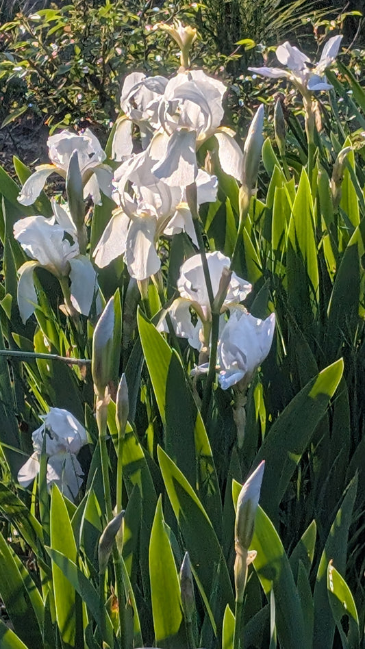 Iris florentina - avail spring 2025