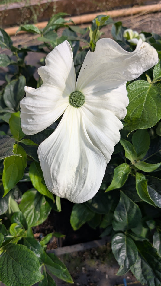 Cornus nuttallii ‘Colrigo Giant’