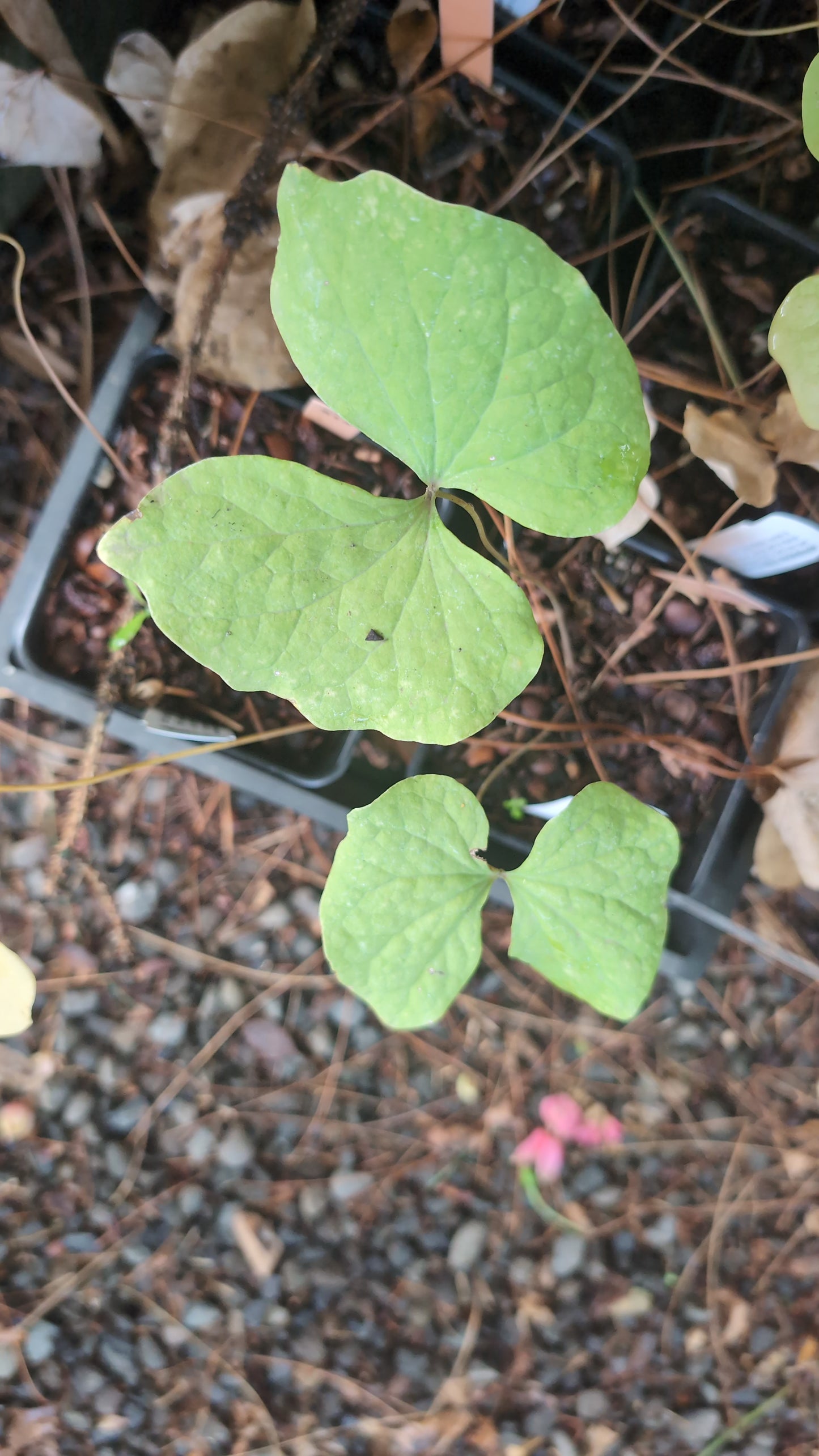 Jeffersonia diphylla