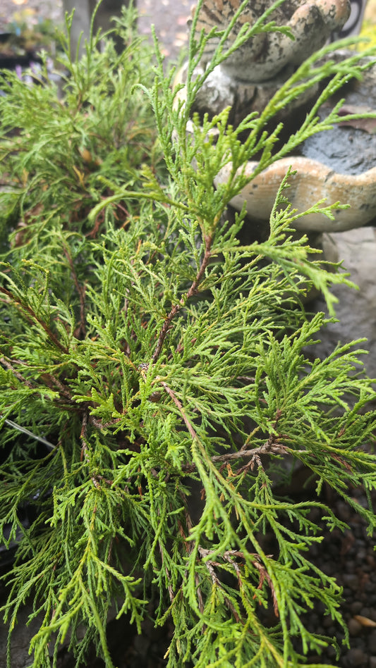 Chamaecyparis pisifera ‘Sungold’
