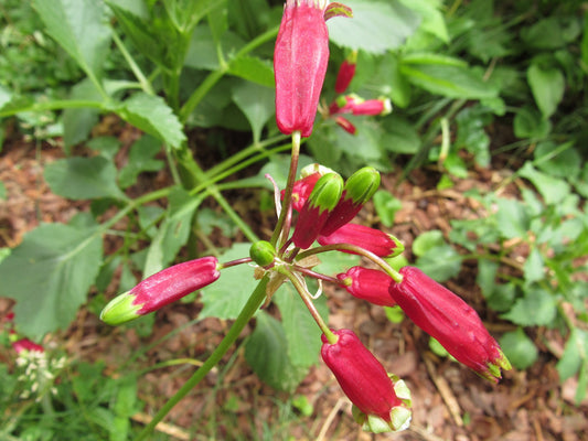 Brodiaea laxa coccinea