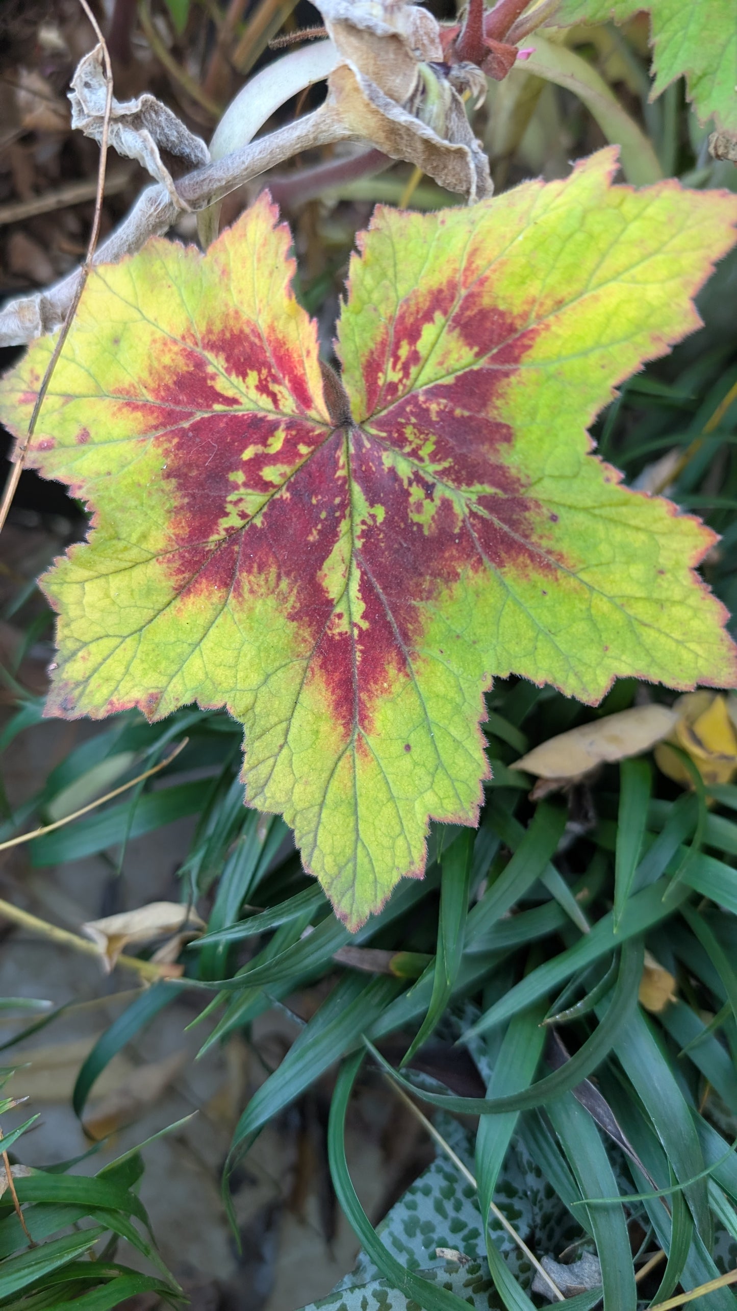 Pelargonium transvaalense ‘African Princess‘