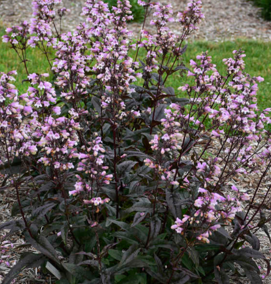 Penstemon ‘Blackbeard’   PP30052