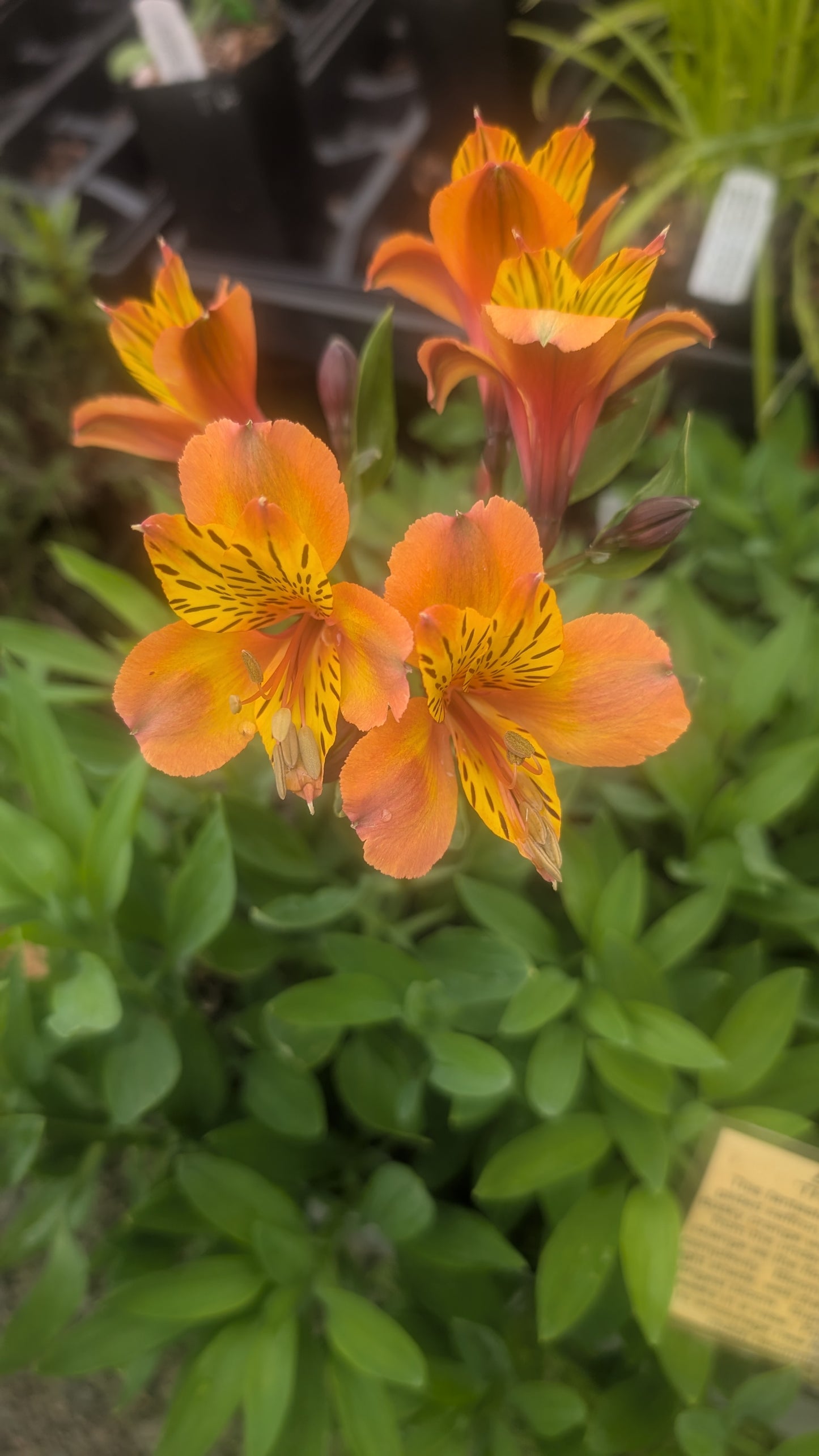 Alstroemeria 'The Third Harmonic'