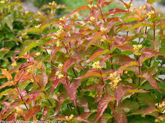 Diervilla x splendens ‘Kodiak® Orange‘  PPAF