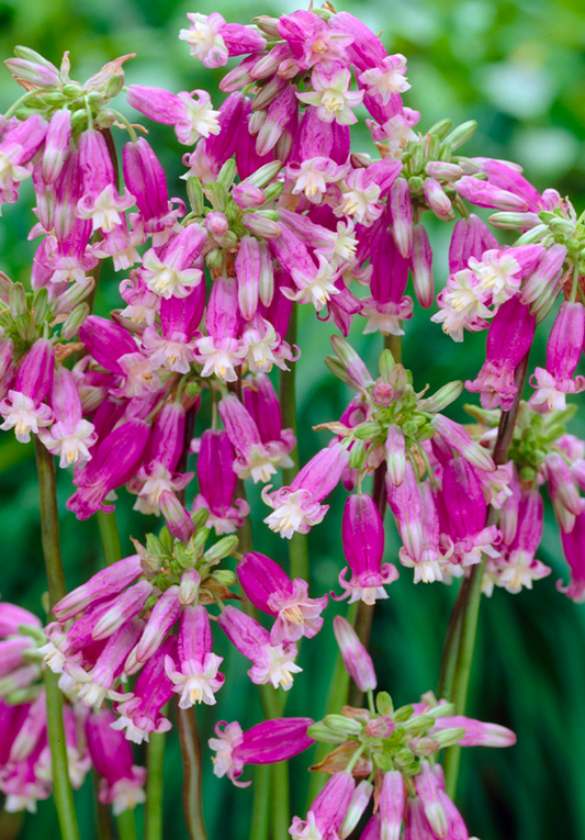Brodiaea ‘Pink Diamond’