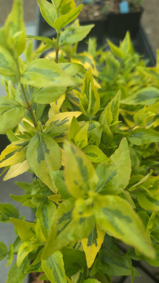 Abelia grandiflora ‘Kaleidoscope’ - avail for spring 2026 orders