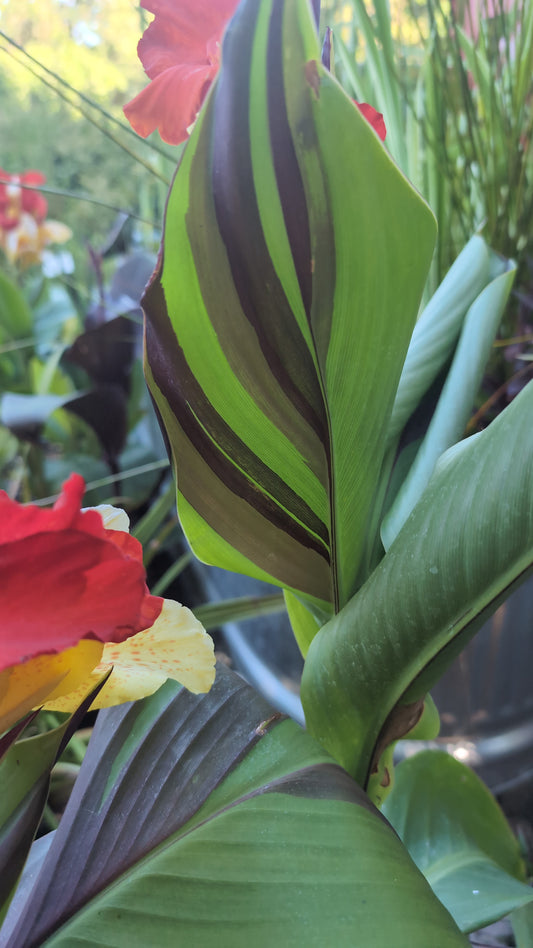 Canna 'Cleopatra'